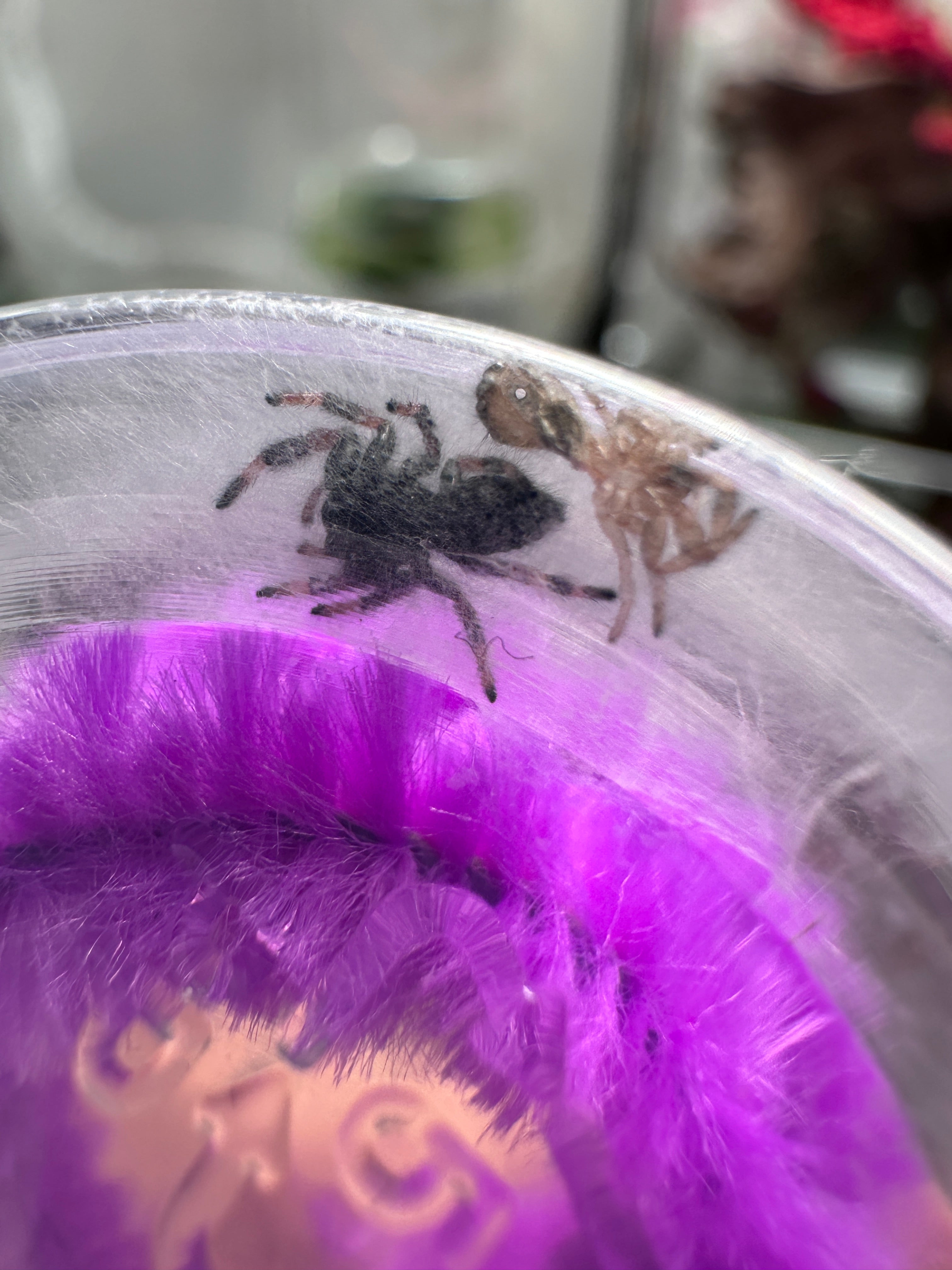 How Often Do Jumping Spiders Molt?